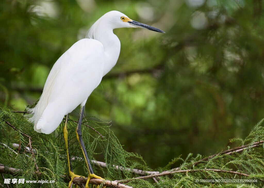 枝头站立的优雅白鹭