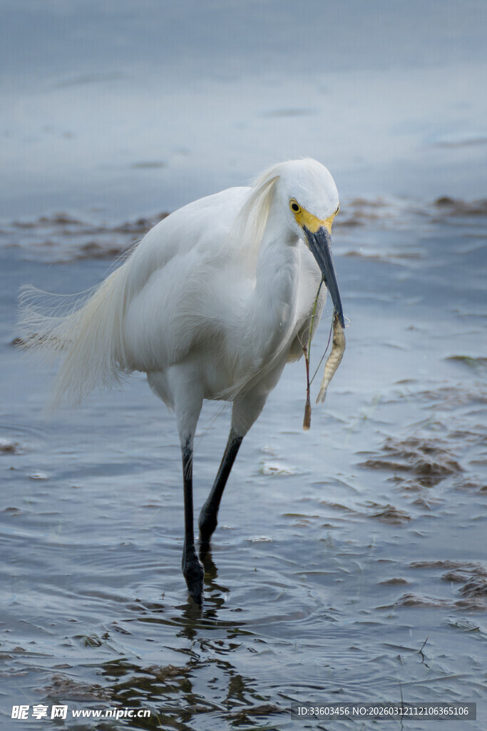 白鹭衔鱼于浅滩