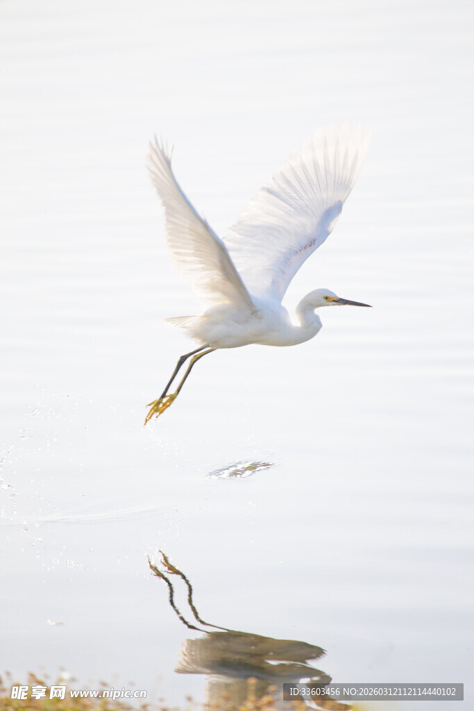 白鹭展翅飞翔于水面之上
