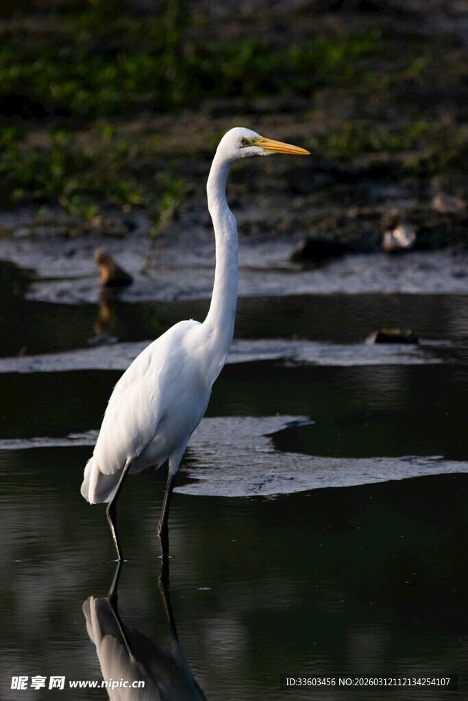 白鹭立于水边的静谧瞬间