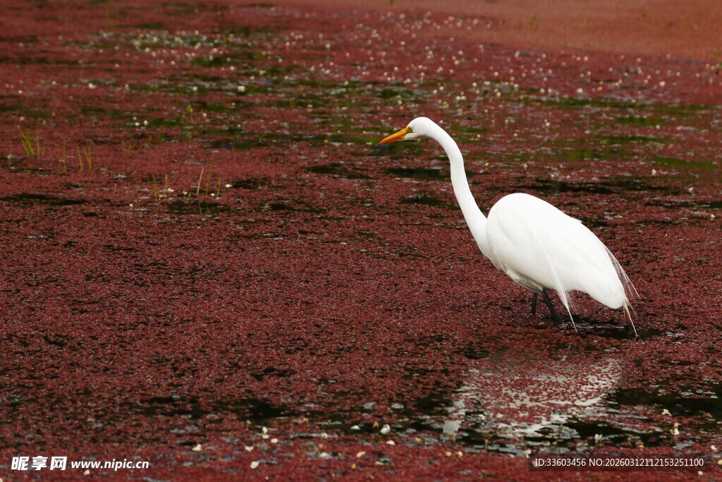 白鹭漫步红滩湿地