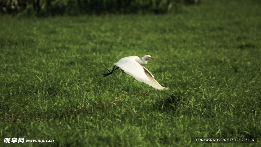 绿野上飞翔的白色鸟儿