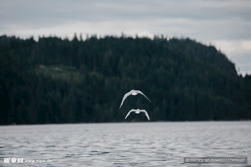 水面飞鸟与远处山林景色