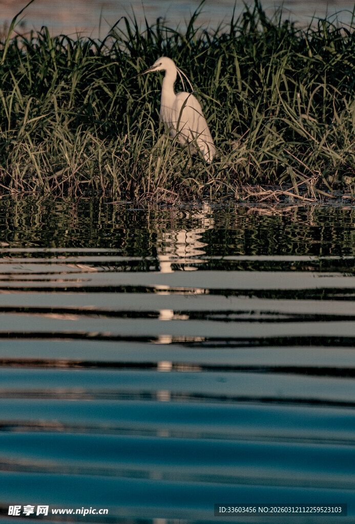 白鹭立于水边倒影如画