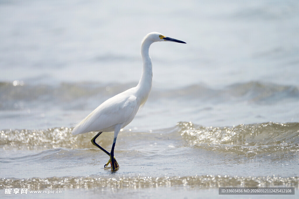 白鹭漫步于海边浅水处