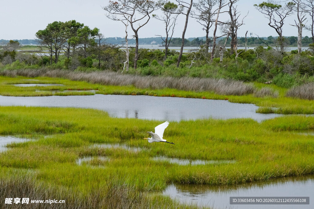 湿地白鹭栖息美景