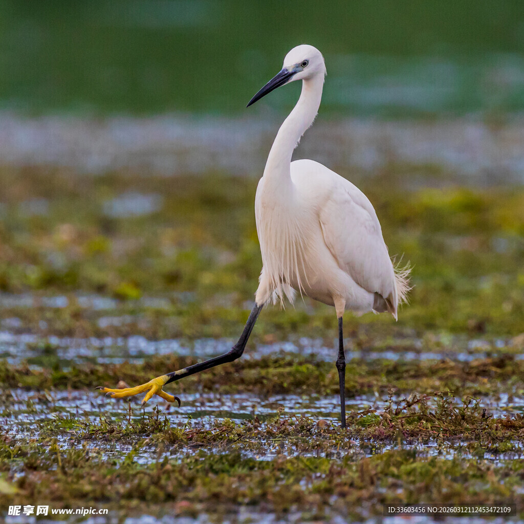 白鹭漫步湿地