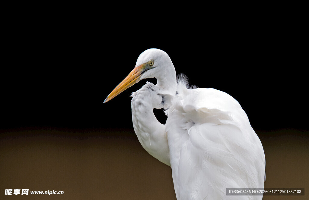 优雅白鹭整理羽毛