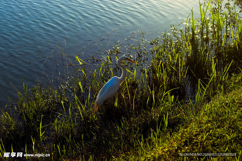 湖畔白鹭栖于葱郁草丛