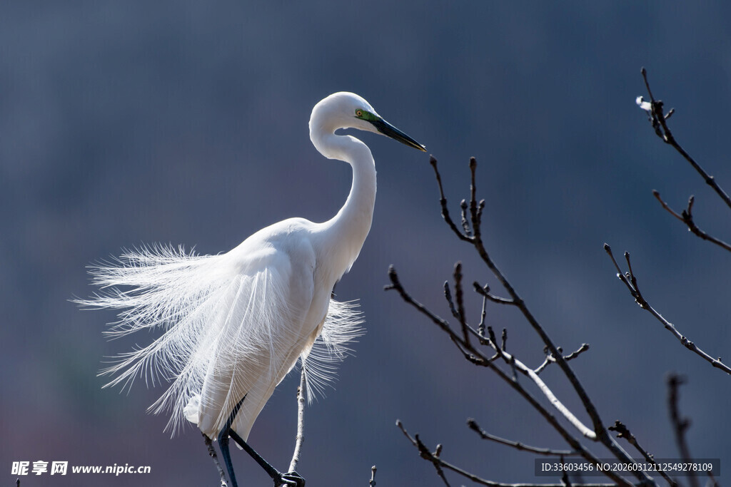白鹭立于枝头展羽