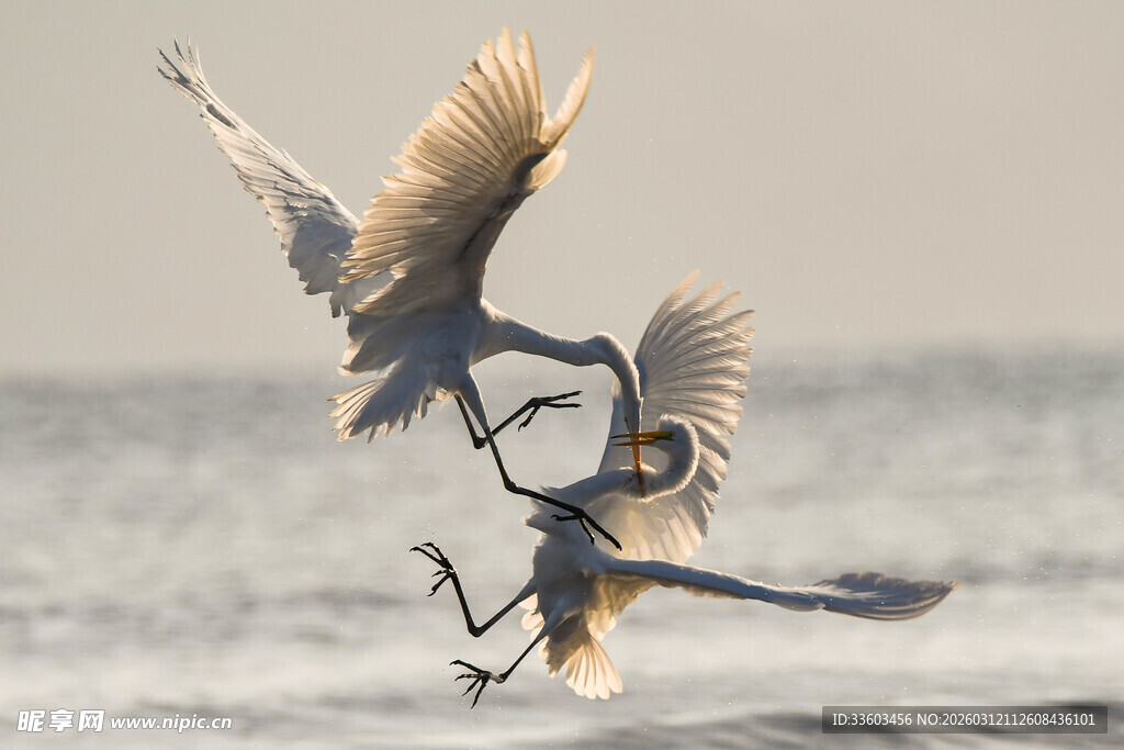 白鹭海上争斗瞬间