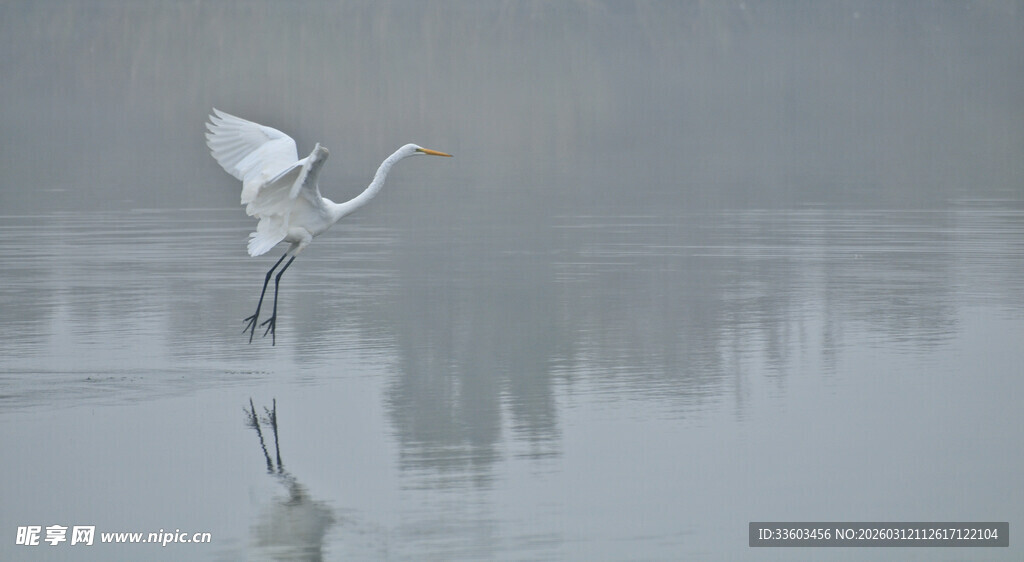 白鹭于水面展翅飞翔