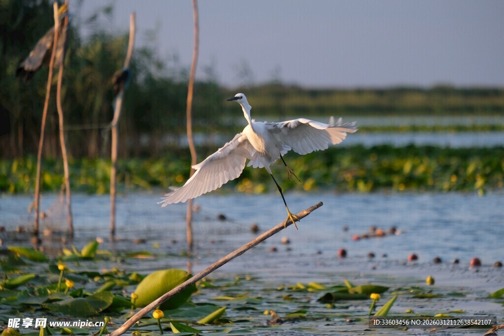 白鹭于湿地间展翅飞翔