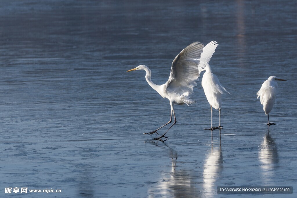 白鹭于水面优雅起舞