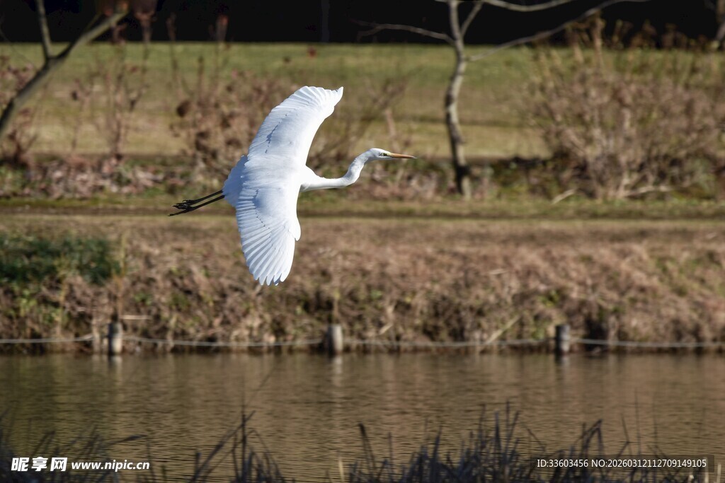 白鹭于水边优雅飞翔