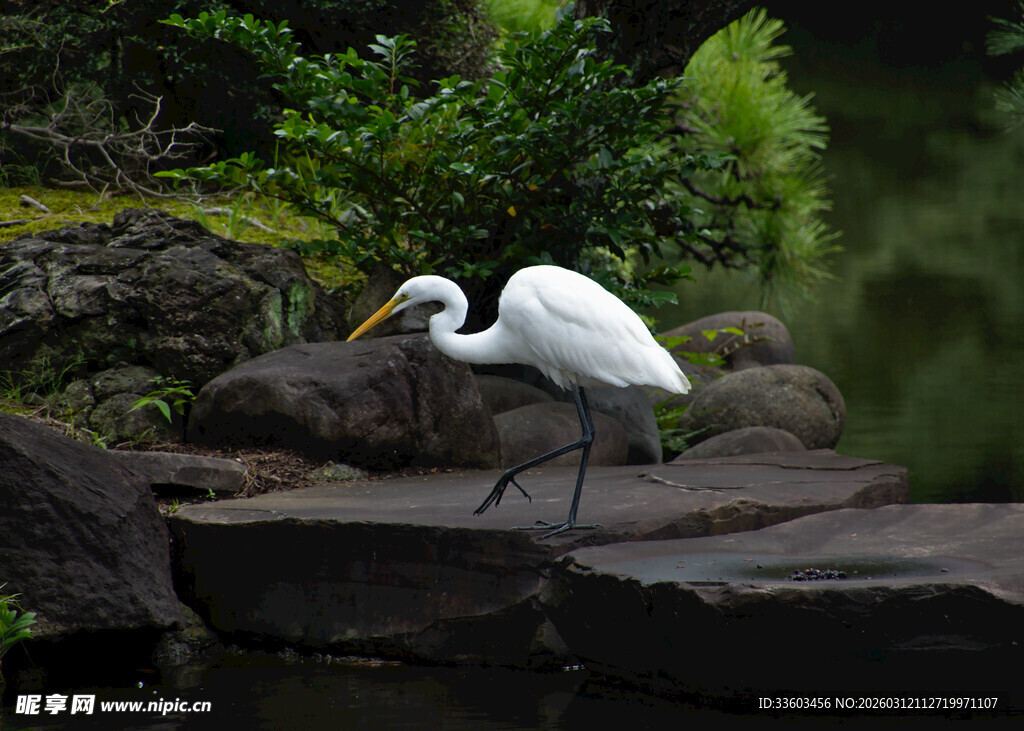 白鹭立于石上的自然景象