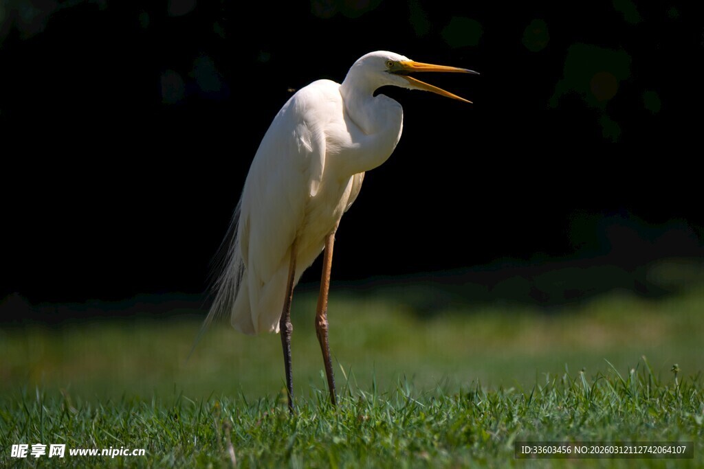 站立草地的白鹭