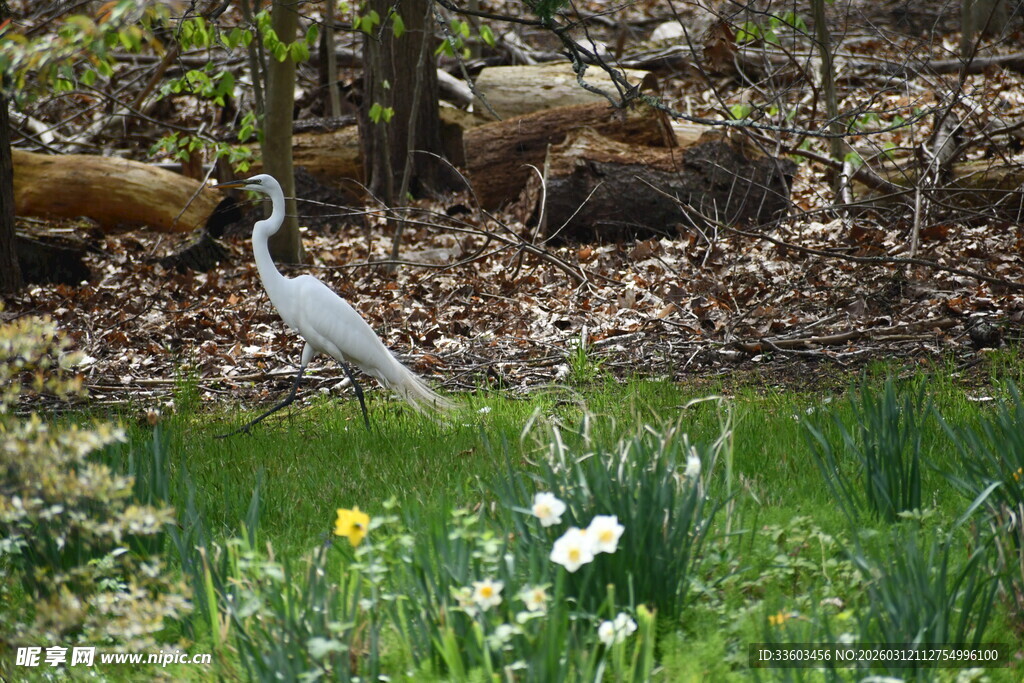 林间白鹭与野猪同框