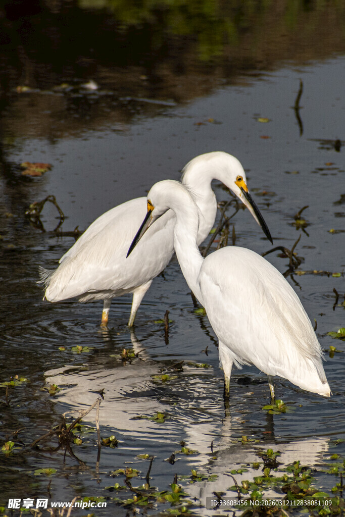 湿地中的三只白琵鹭
