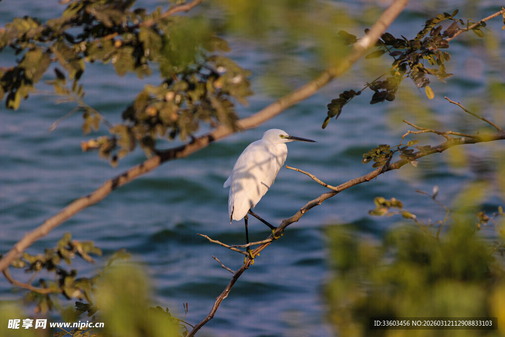 枝头白鹭