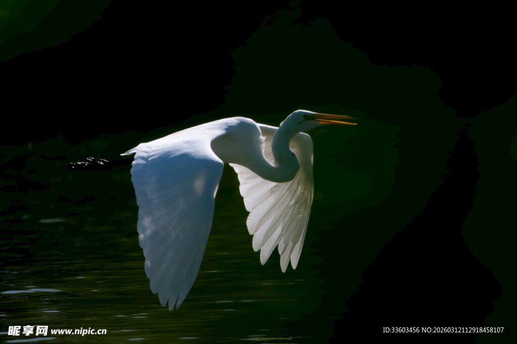 白鹭展翅于水面飞翔