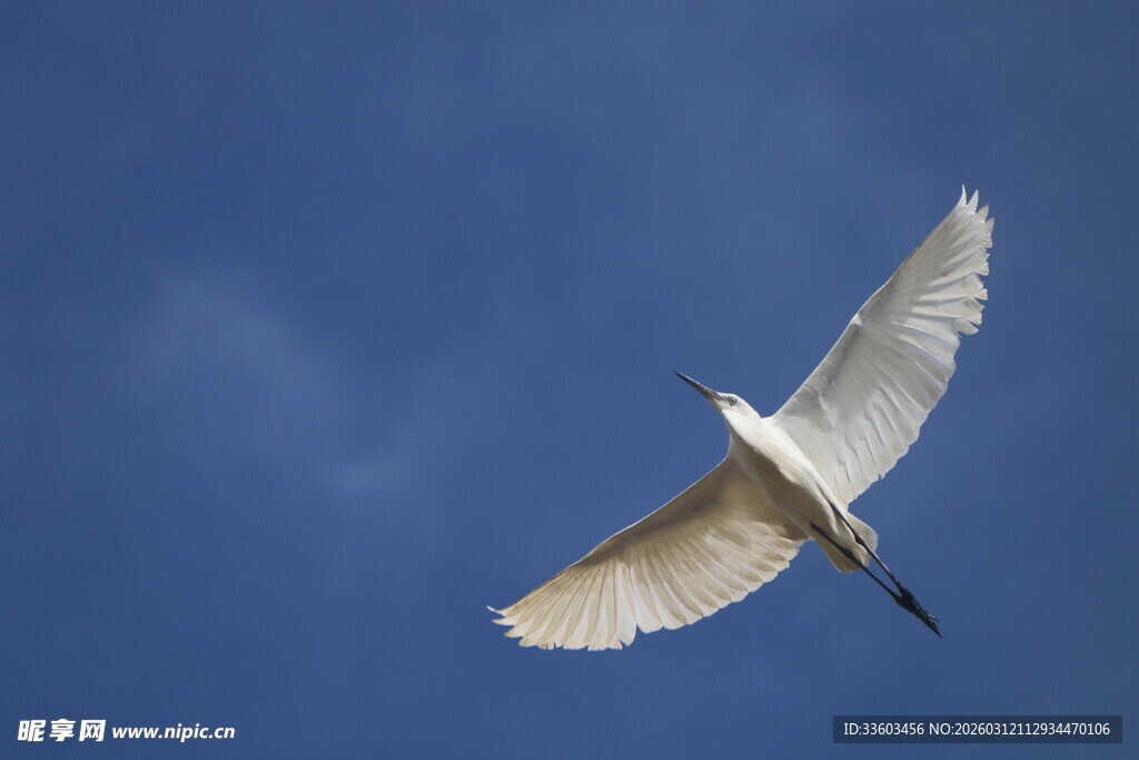 蓝天中展翅飞翔的白鹭