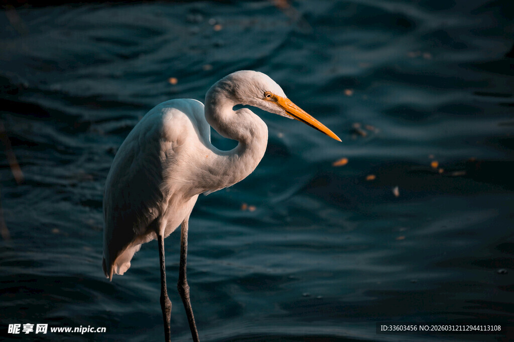 水边伫立的优雅白鹭