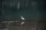 水边白鹭独立