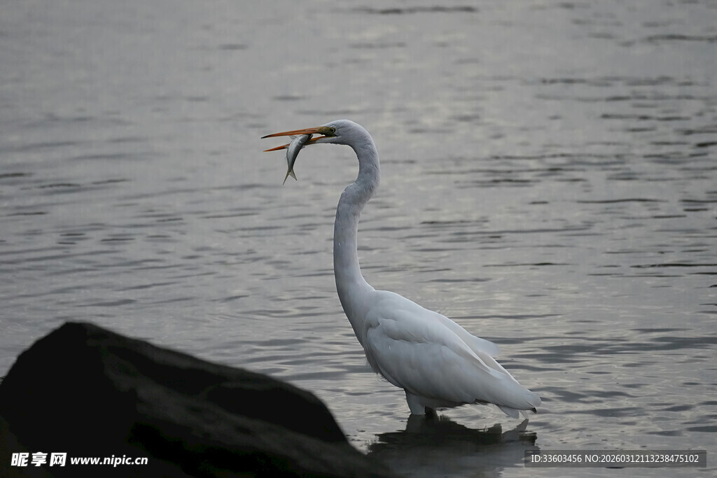 水中白鹭立石旁