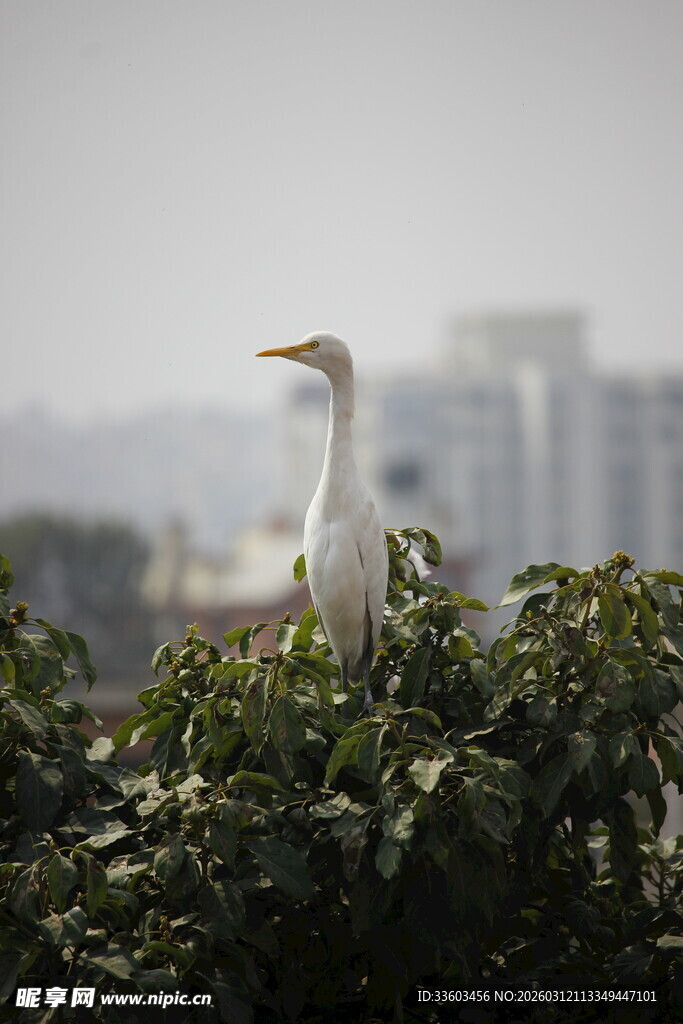 白鹭立于绿植之上