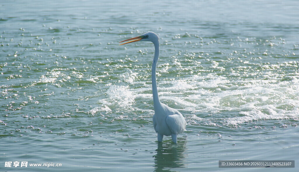 白鹭水中悠然觅食