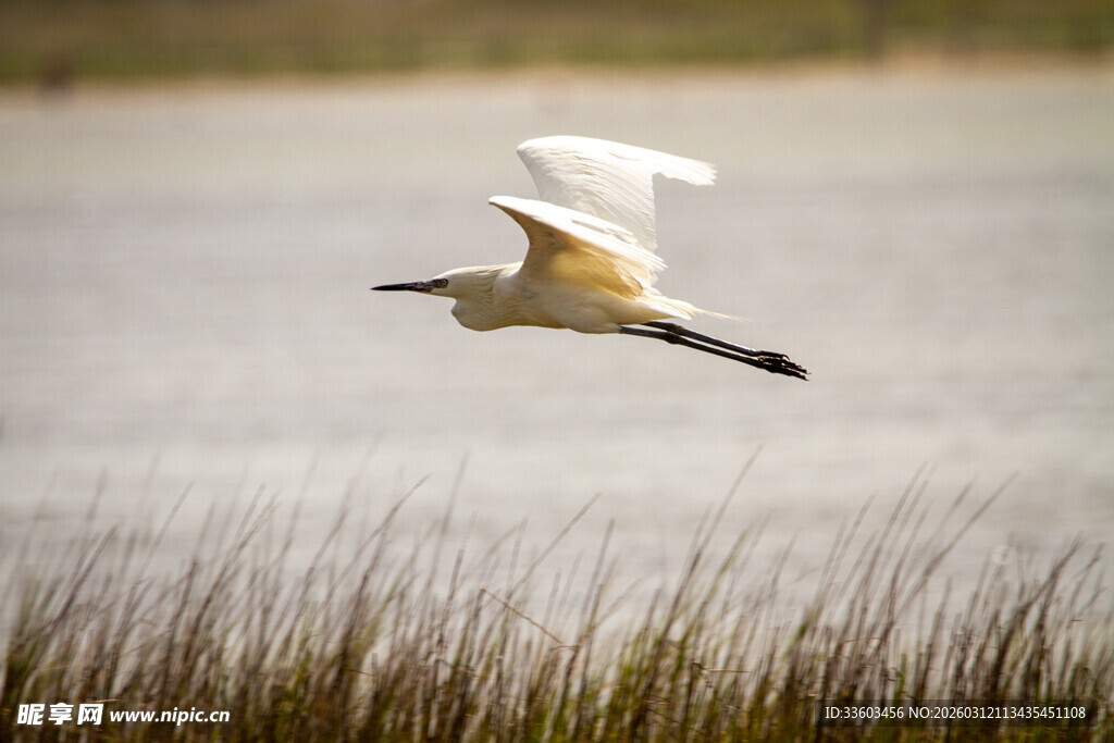 白鸟于湿地之上展翅飞翔
