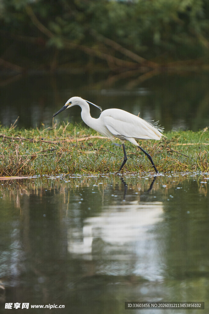 白鹭于水边悠然漫步