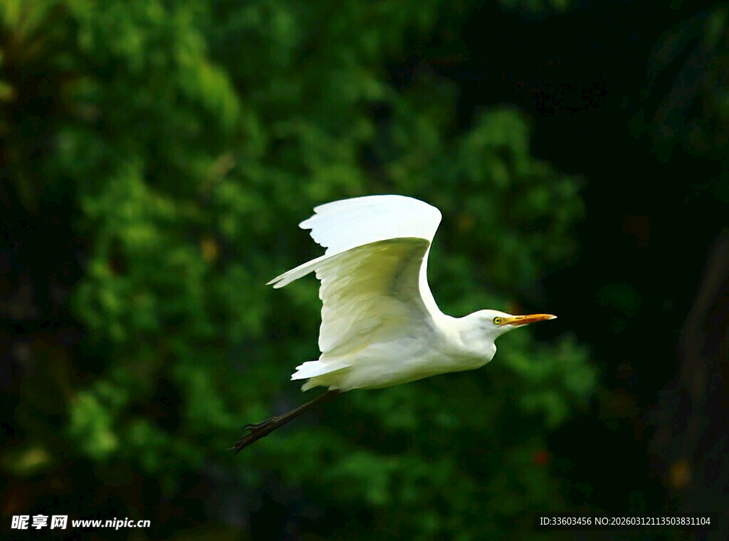 白鹭展翅飞于翠绿林间