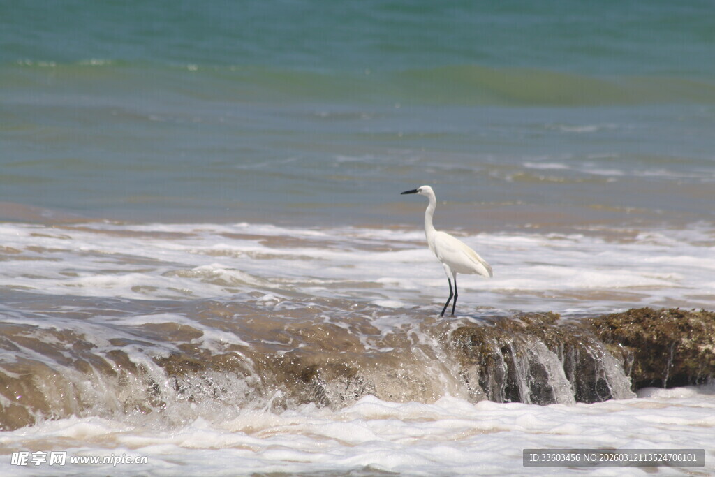 海边白鹭立于浪花之上