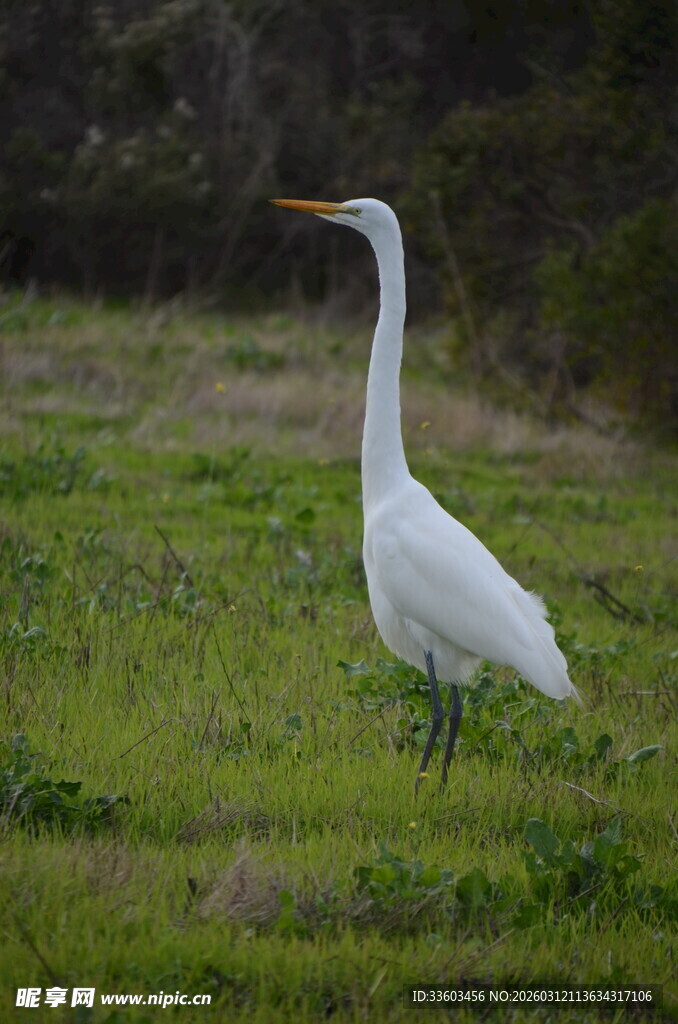 草地上的优雅白鹭