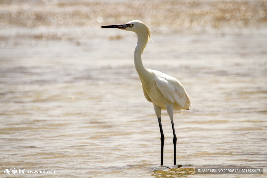 白鹭立于浅滩