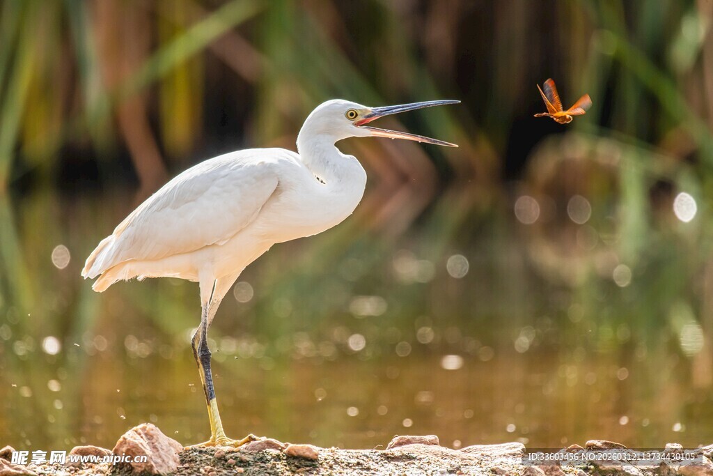 白鹭捕食瞬间