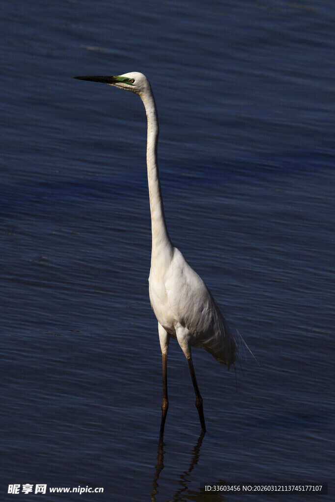 水中伫立的优雅白鹭