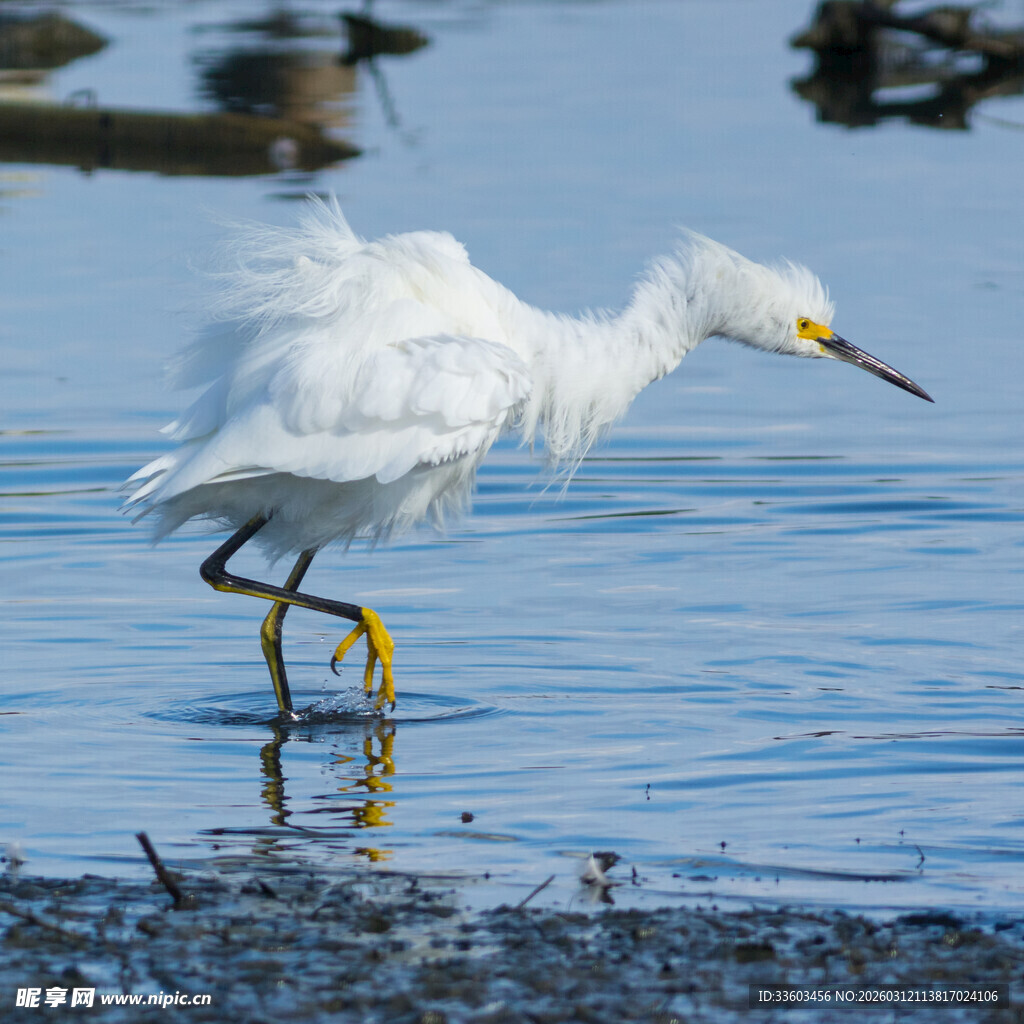白鹭水中优雅漫步