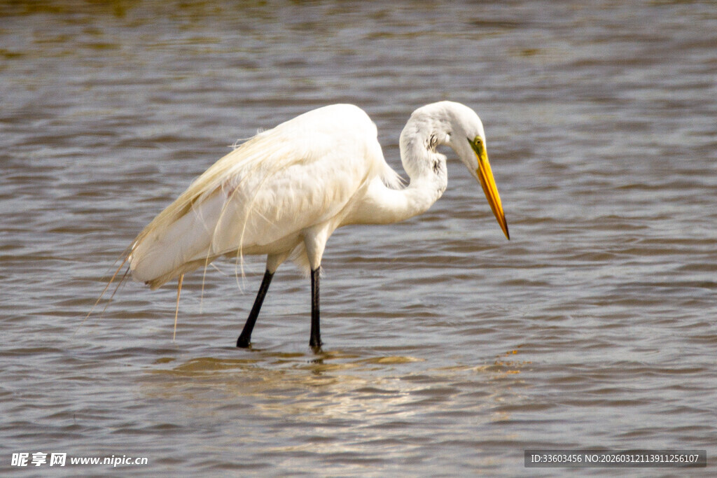 白鹭于浅滩低头觅食