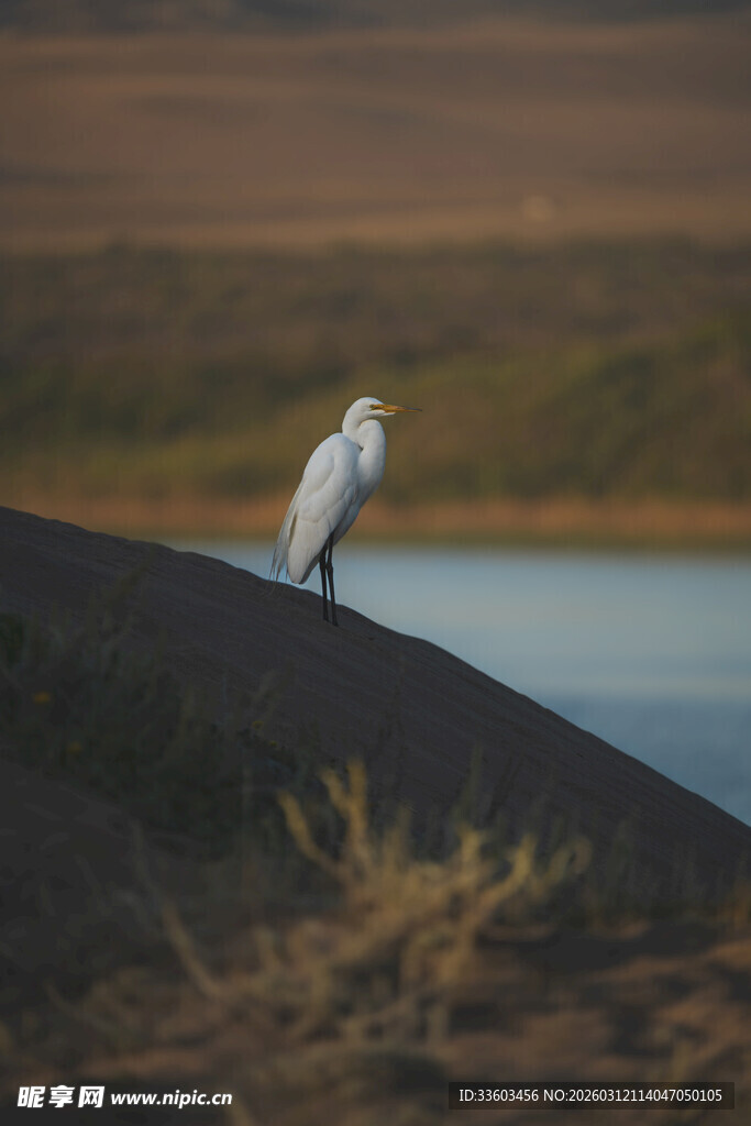 雪鸮立于岸边眺望远方
