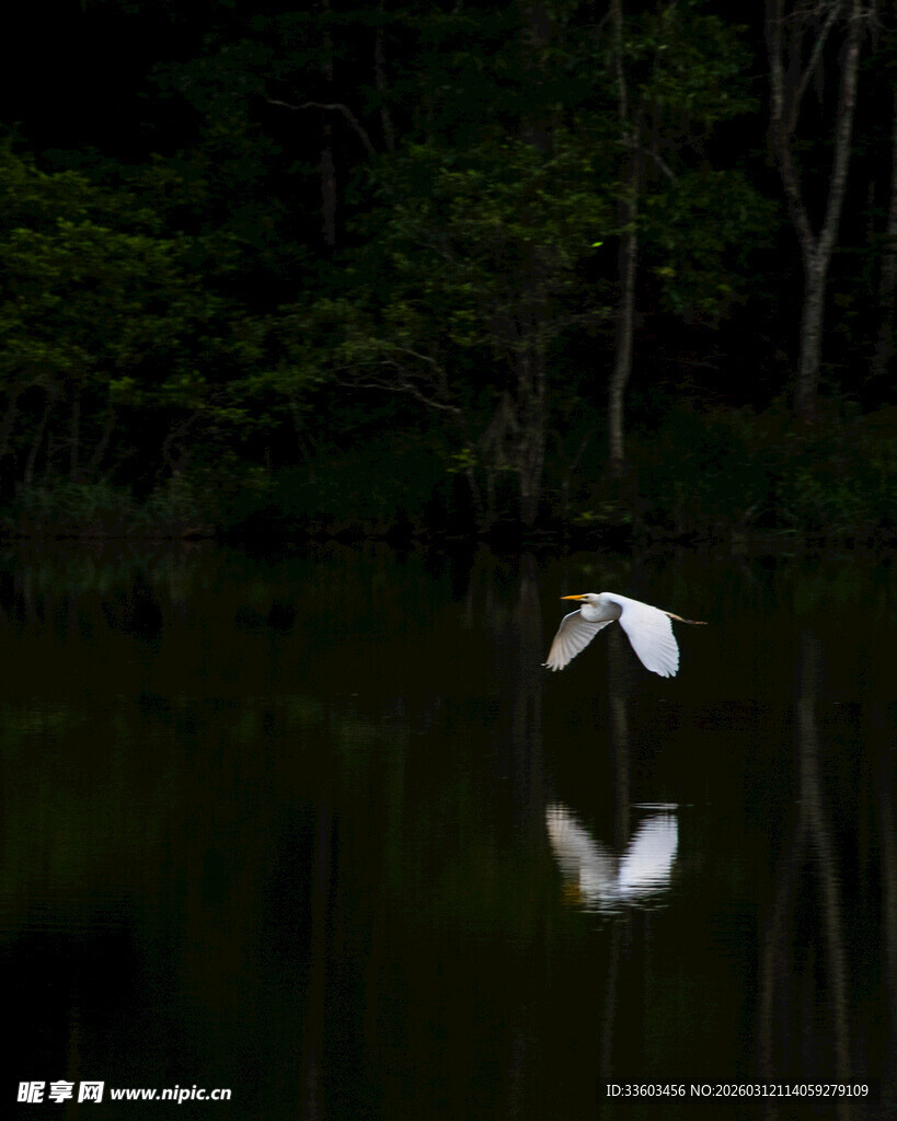 白鹭于水面优雅展翅