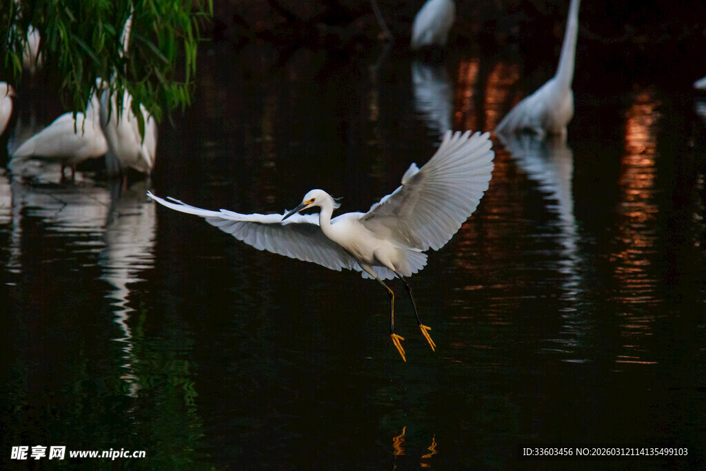 白鹭展翅于水面