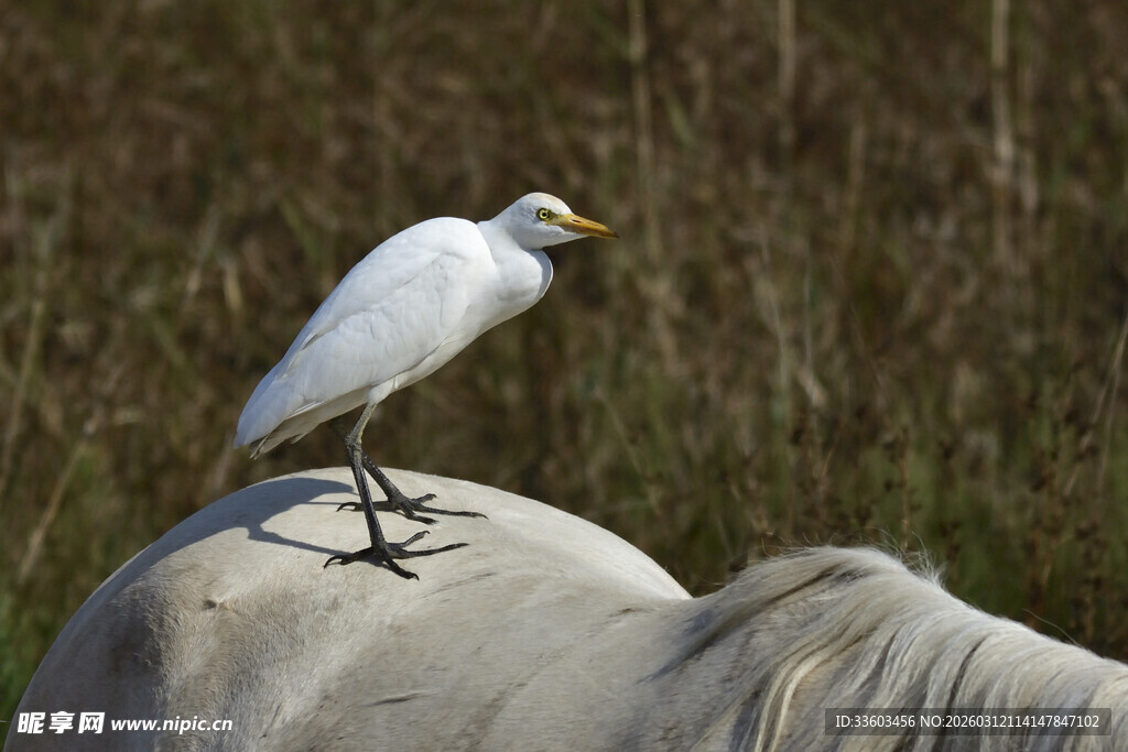 白鸟立于马背之上