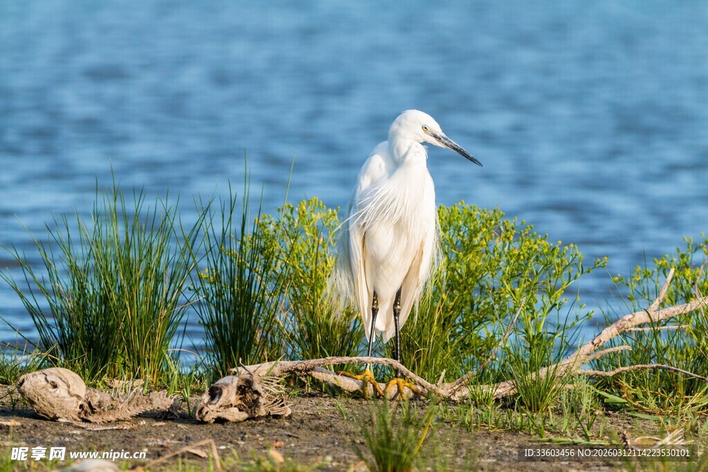 水边白鹭立