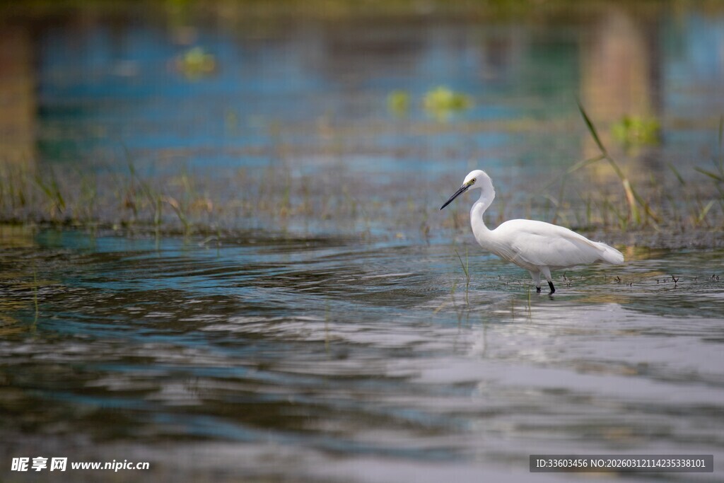 白鹭于水中悠然伫立