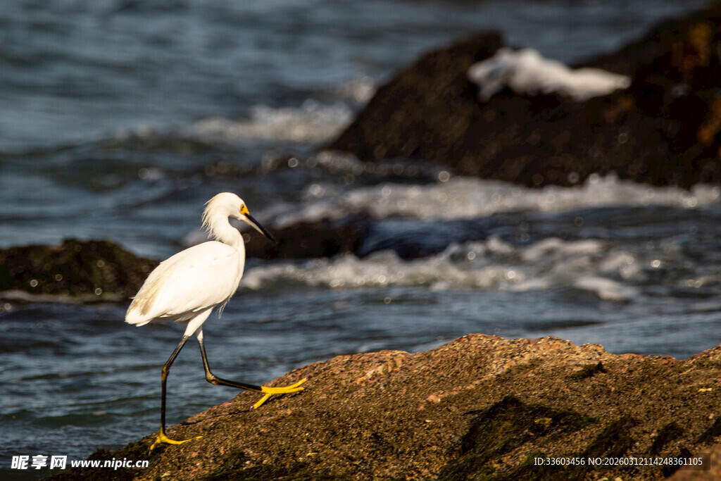 礁石上的白鹭