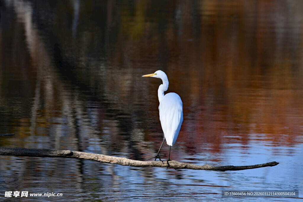 白鹭立于水中树枝