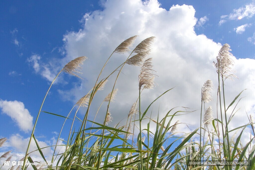 蓝天之下的蓬松芦苇